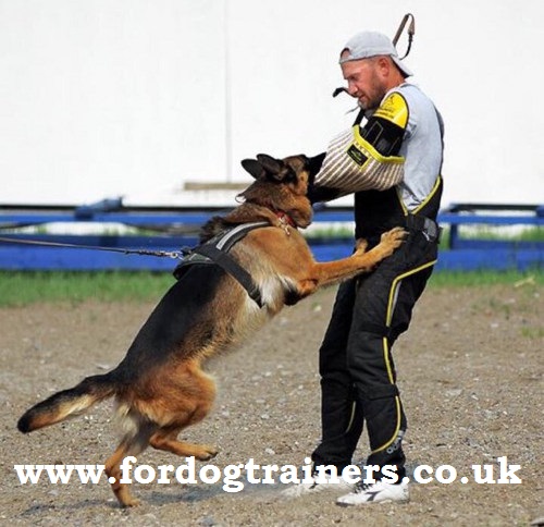 dog training suit